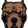 pitbull003